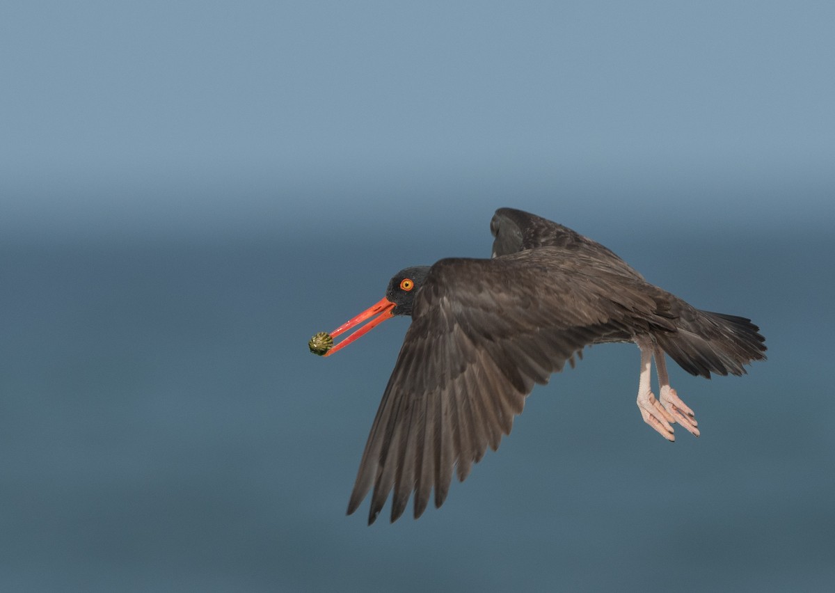 Black Oystercatcher - ML51530891