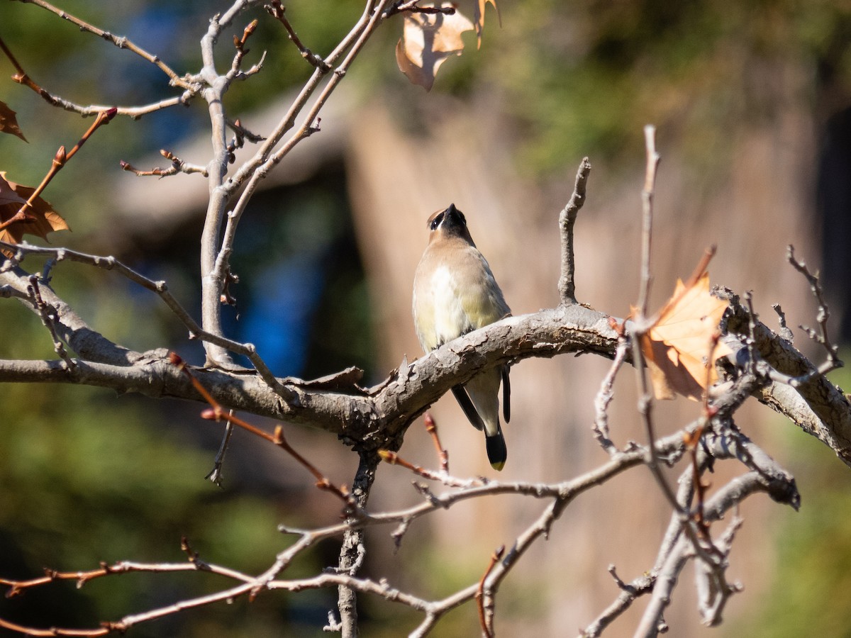 Cedar Waxwing - ML515309071