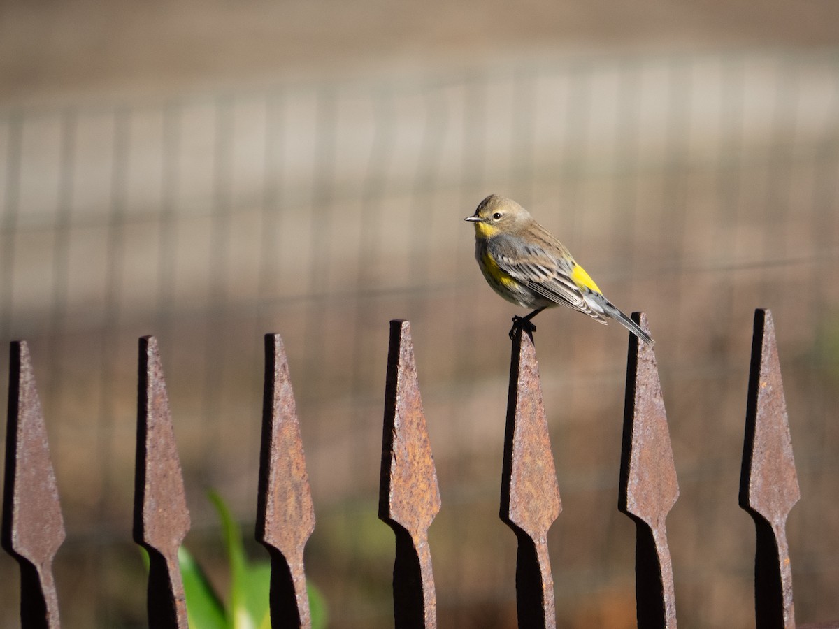 Yellow-rumped Warbler (Audubon's) - ML515309171
