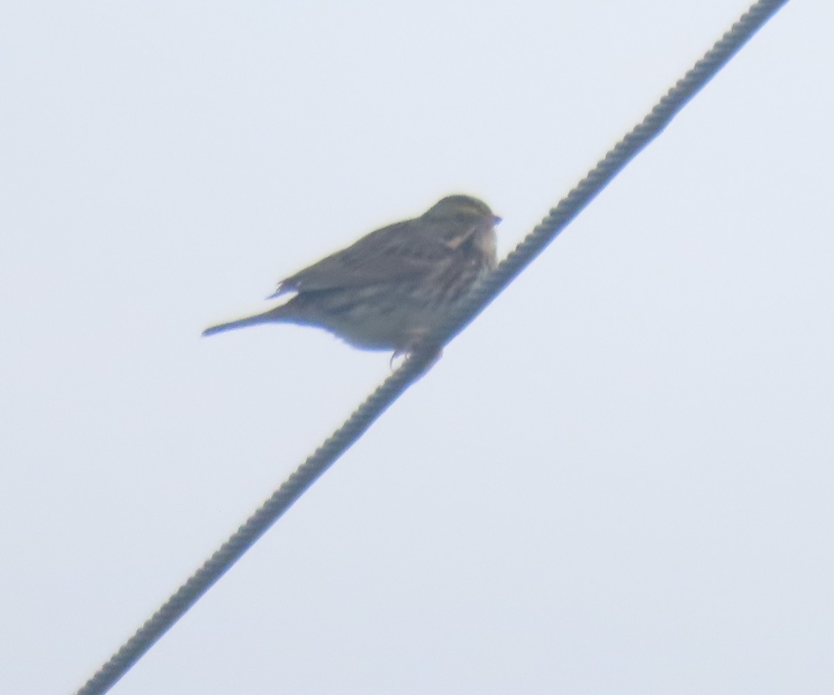Savannah Sparrow - ML515309541