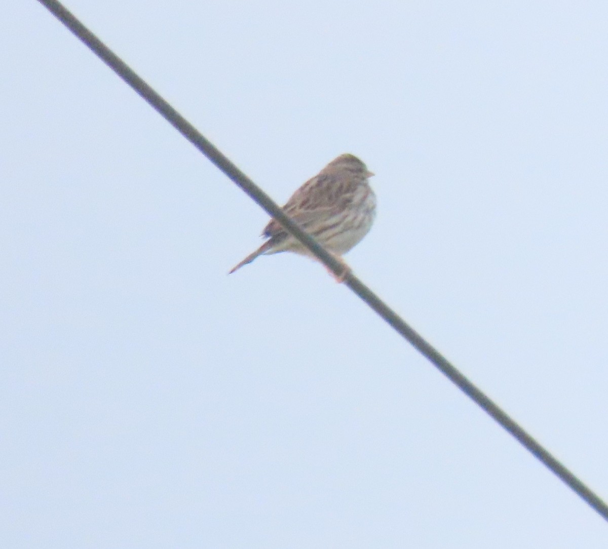 Savannah Sparrow - ML515309551