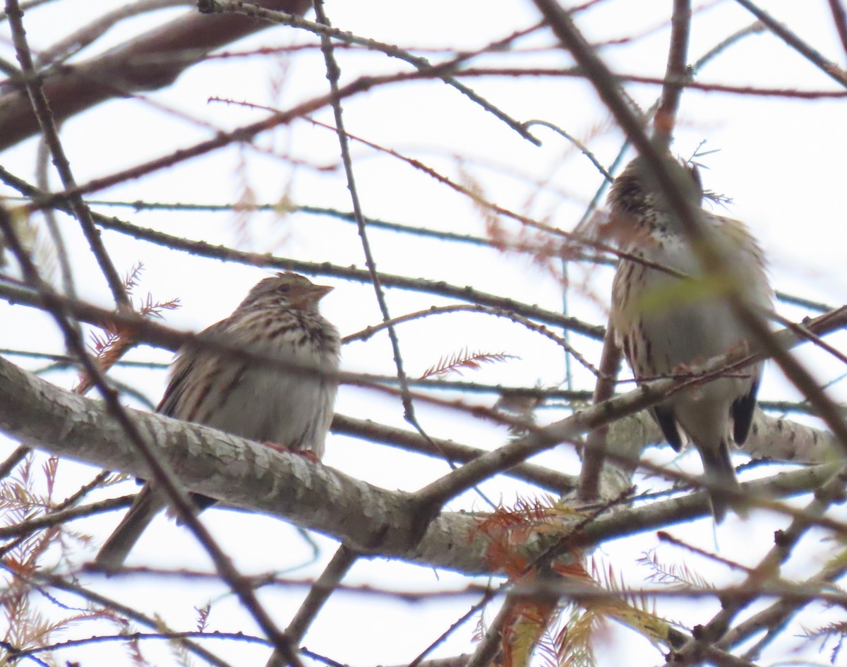 Savannah Sparrow - ML515309561