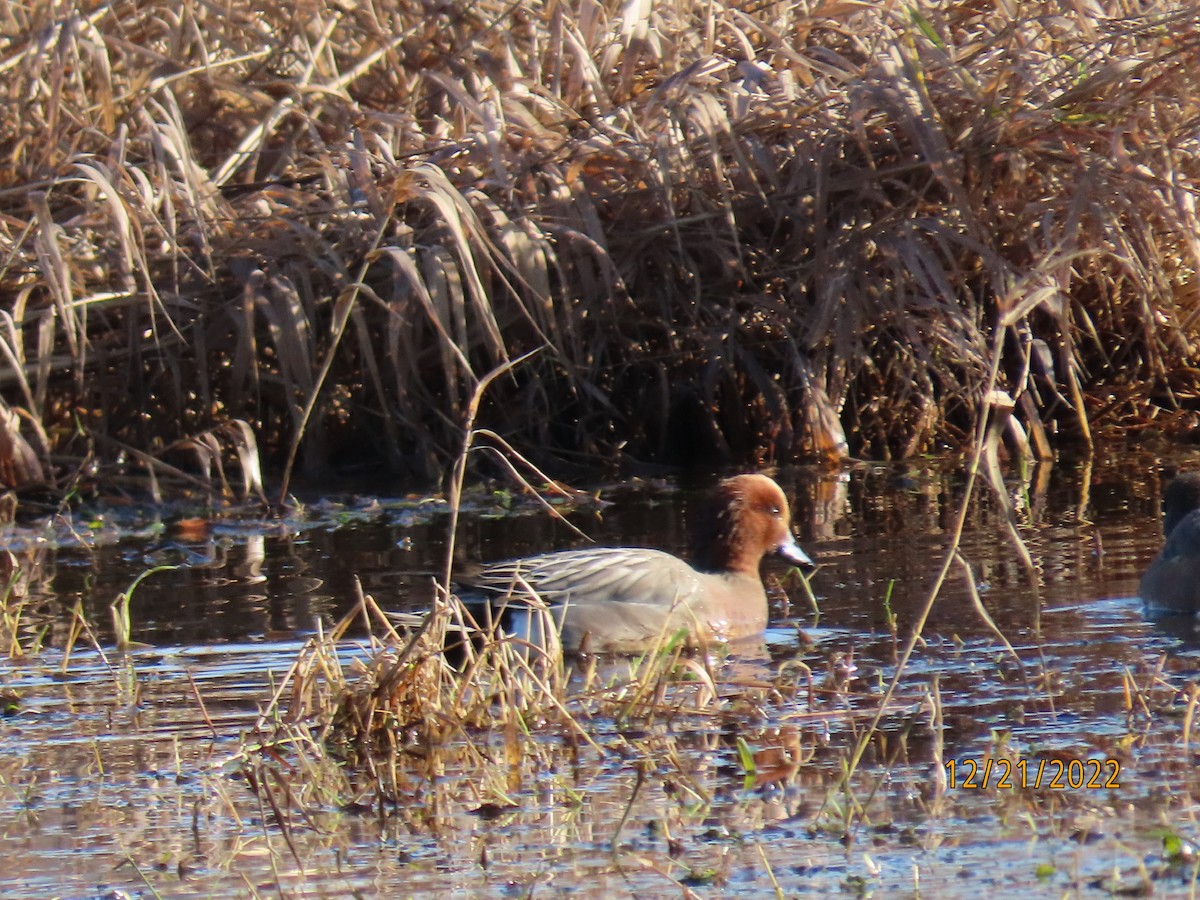 Eurasian Wigeon - Les Carlson