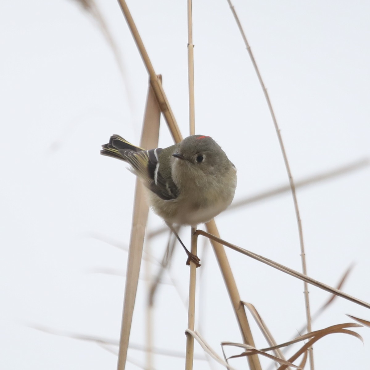 Ruby-crowned Kinglet - ML515314171