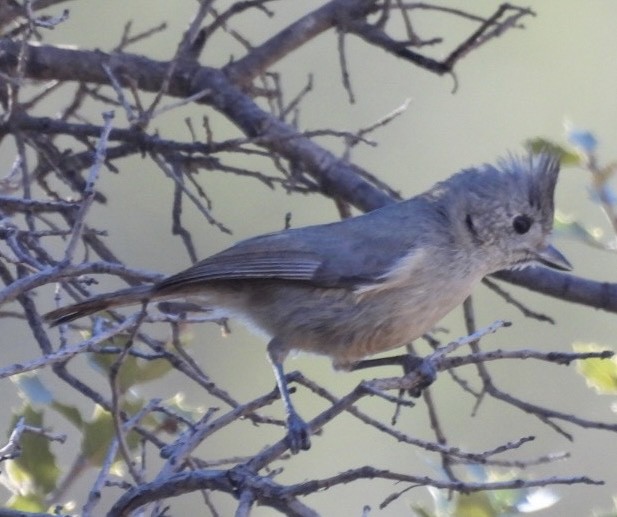 Juniper Titmouse - Sherry Kelter