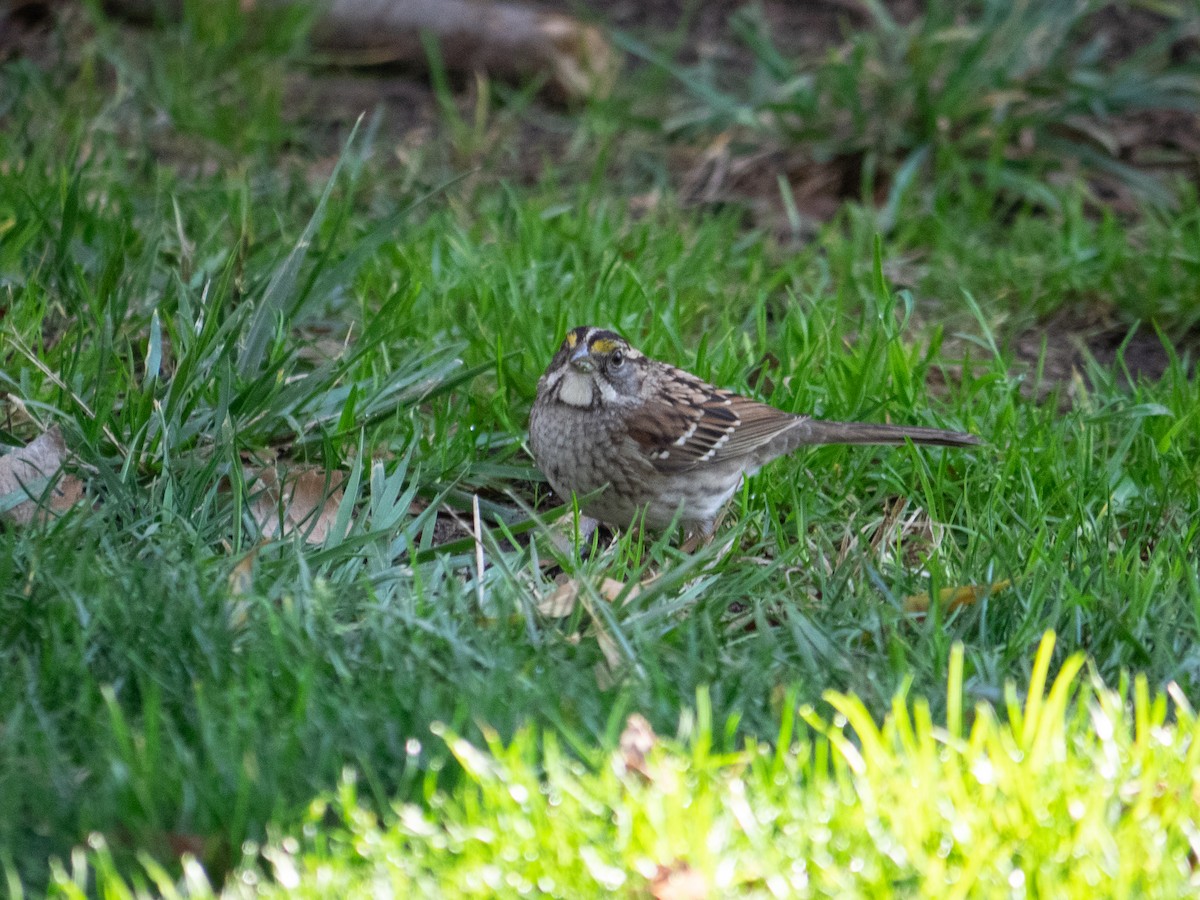 White-throated Sparrow - ML515316521