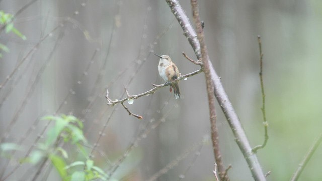 Rufous/Allen's Hummingbird - ML515319271