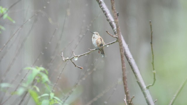 rødkolibri/chaparralkolibri - ML515319271