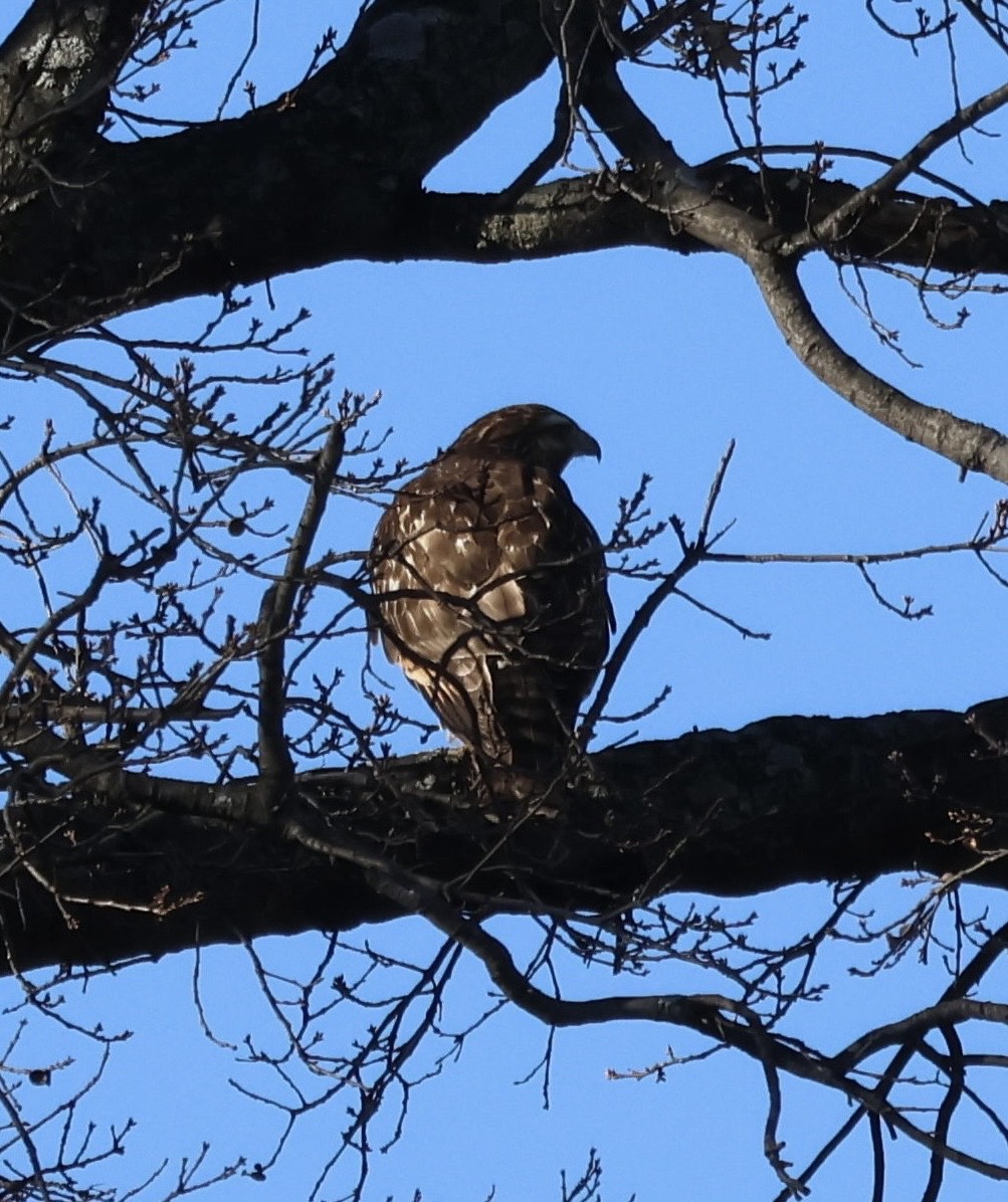 Red-shouldered Hawk - ML515319851