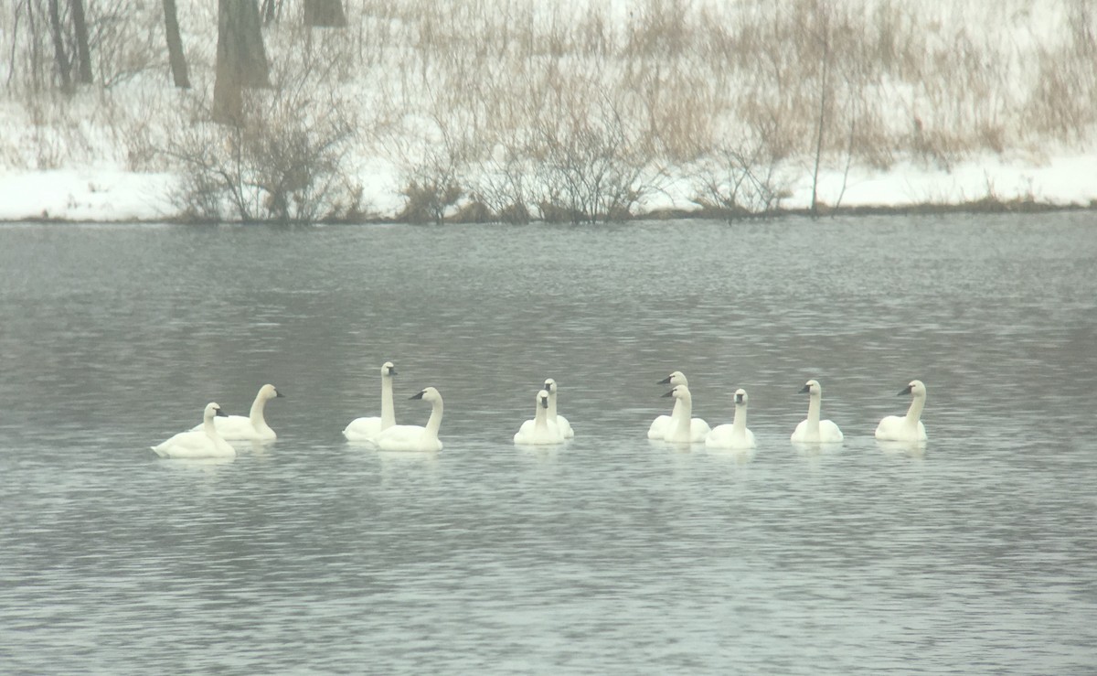 Tundra Swan - ML51532391