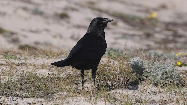 American Crow - ML515323931