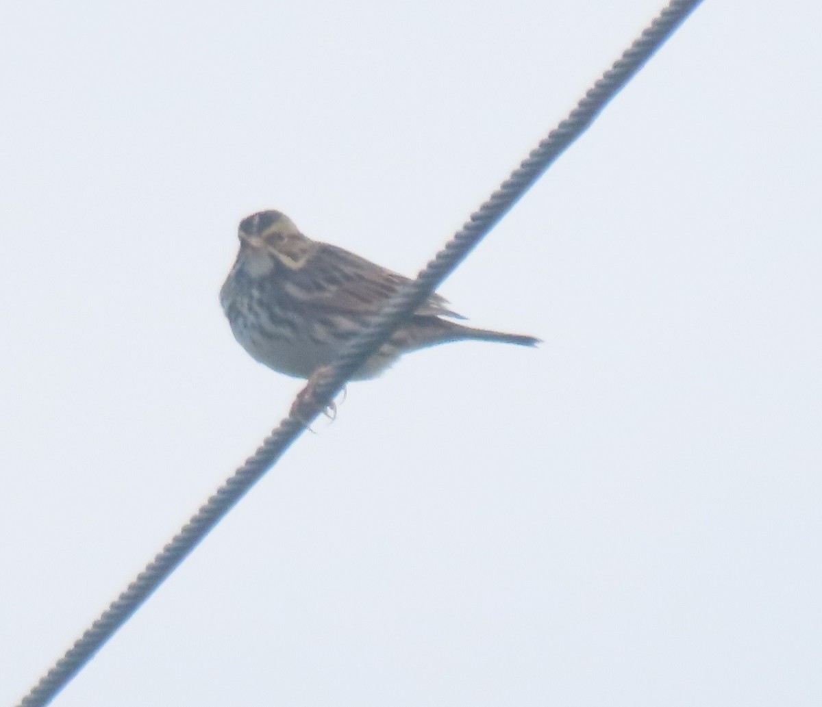 Savannah Sparrow - ML515324541