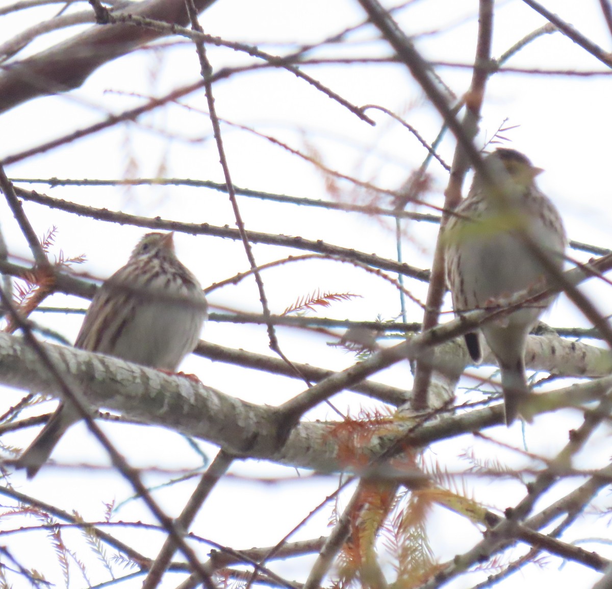 Savannah Sparrow - ML515324561