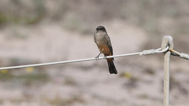 Say's Phoebe - ML515325691