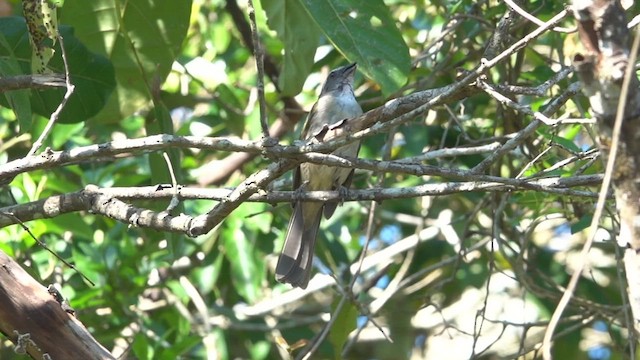 Green-winged Saltator - ML515325861