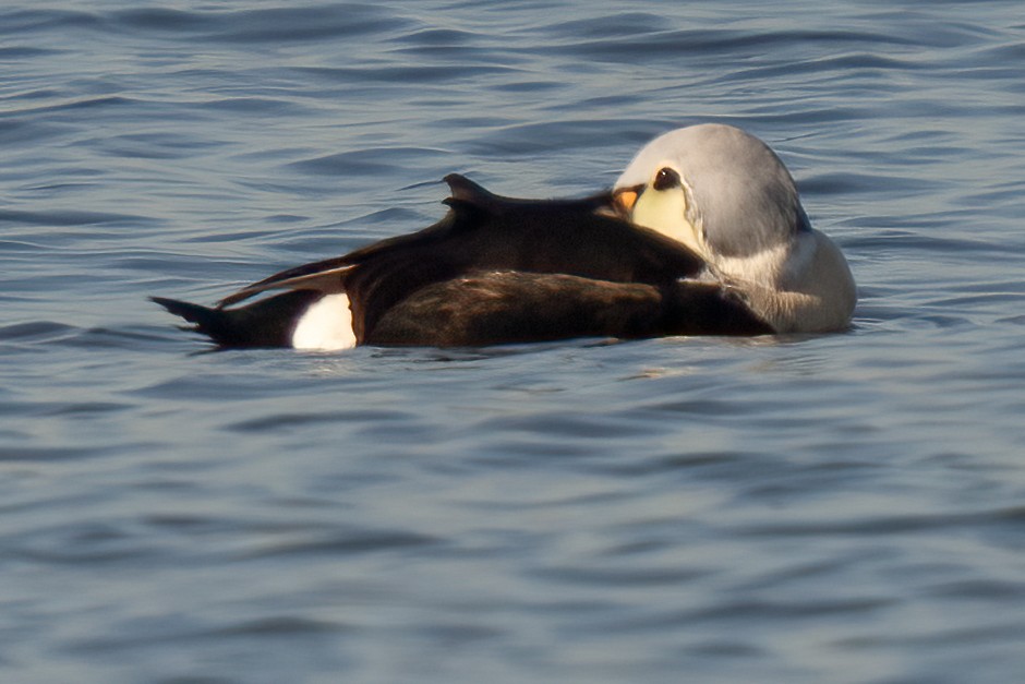 King Eider - ML515326021