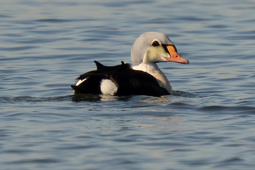 King Eider - Grant Price