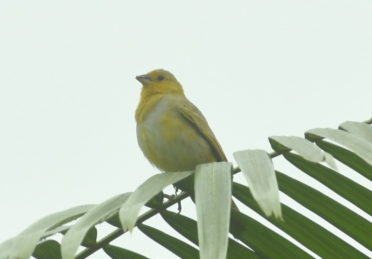 Saffron Finch (Saffron) - Joe Girgente