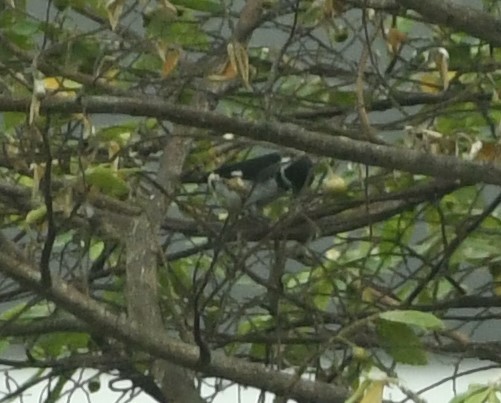 Variable Seedeater (Variable) - Joe Girgente