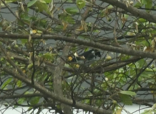 Variable Seedeater (Variable) - Joe Girgente