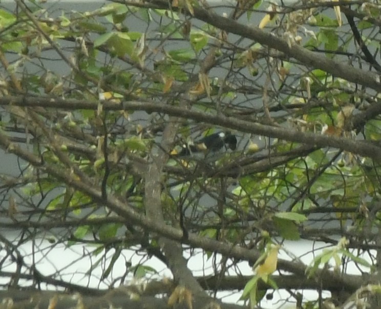 Variable Seedeater (Variable) - Joe Girgente