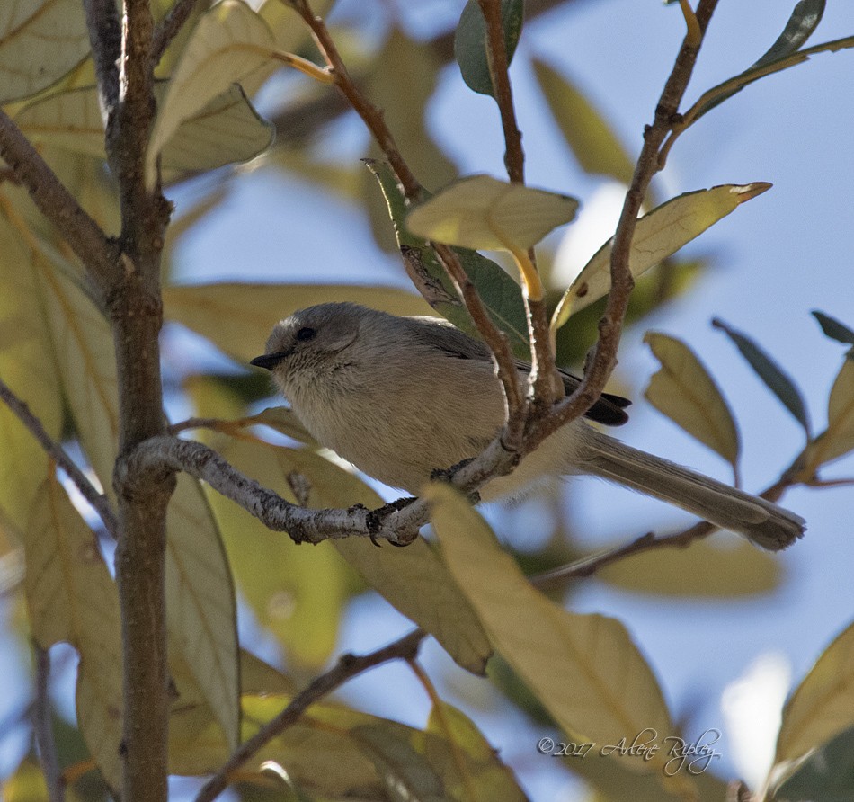 Bushtit - ML51532791