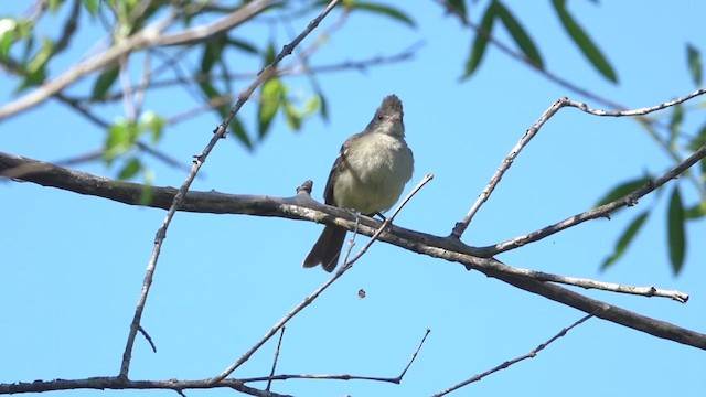 Yellow-bellied Elaenia - ML515328241