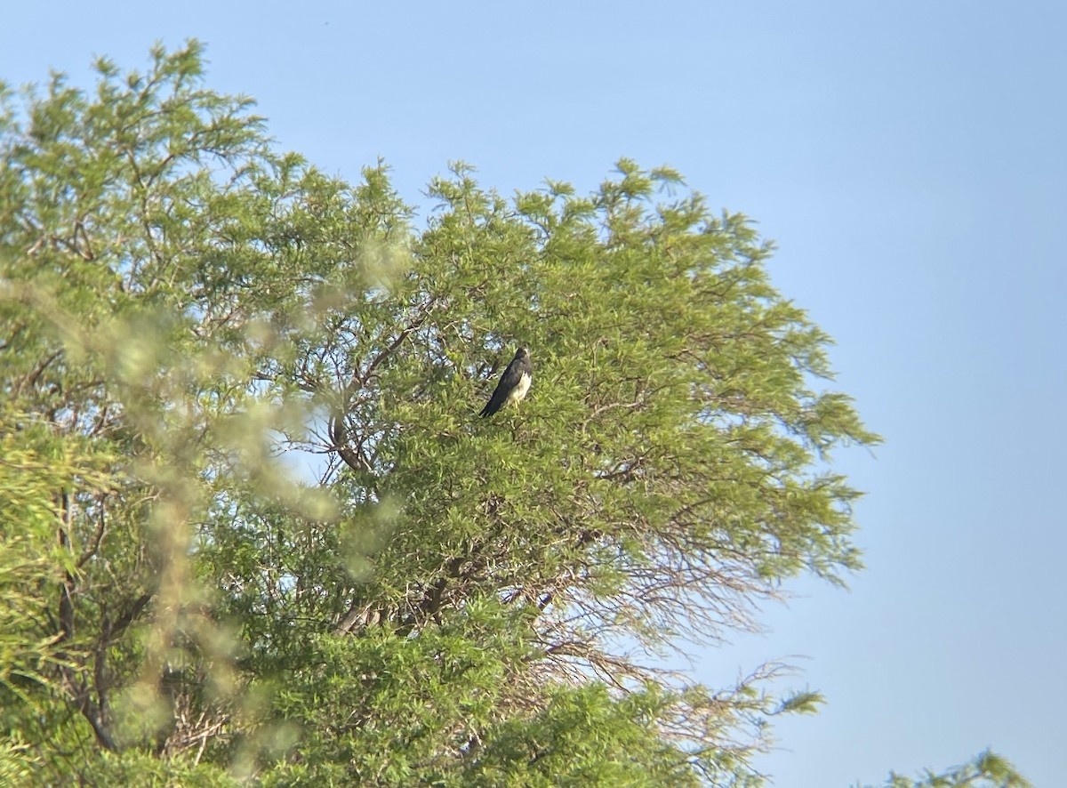 Black-chested Buzzard-Eagle - ML515328491