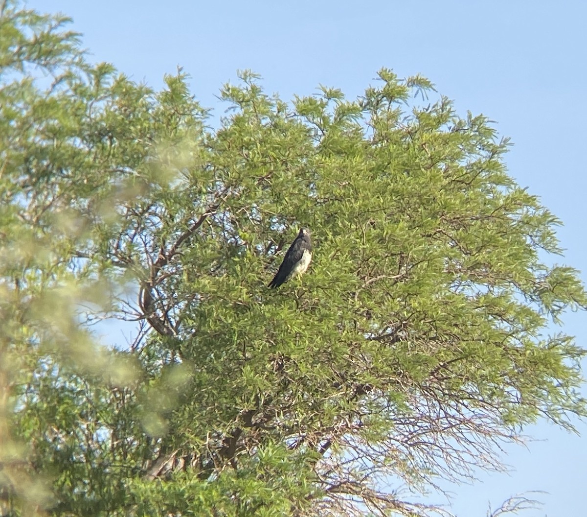 Black-chested Buzzard-Eagle - ML515328501