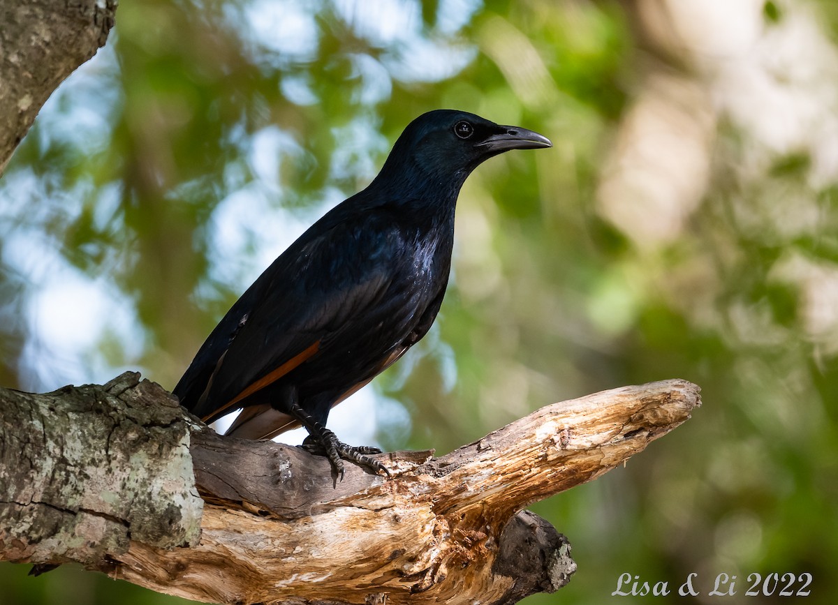 Red-winged Starling - ML515328991