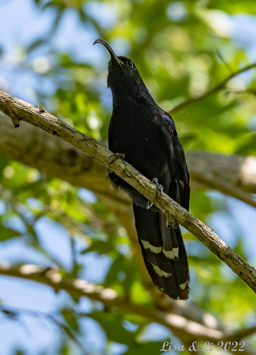 Common Scimitarbill - ML515329061