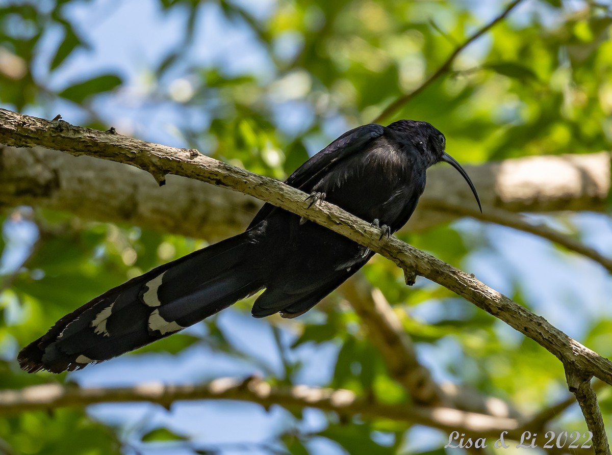 Common Scimitarbill - ML515329071