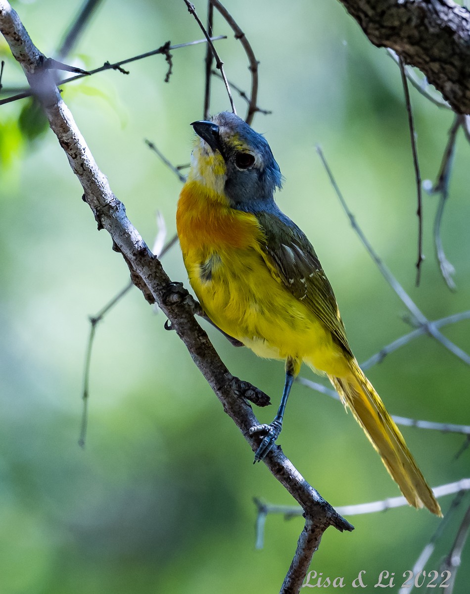 Sulphur-breasted Bushshrike - ML515329151