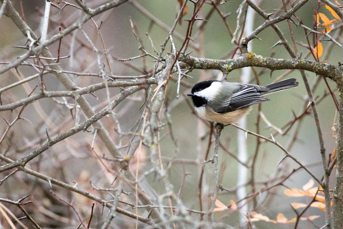 Black-capped Chickadee - Kevin S