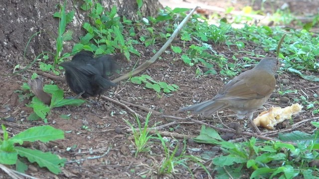 Pale-breasted Thrush - ML515329481