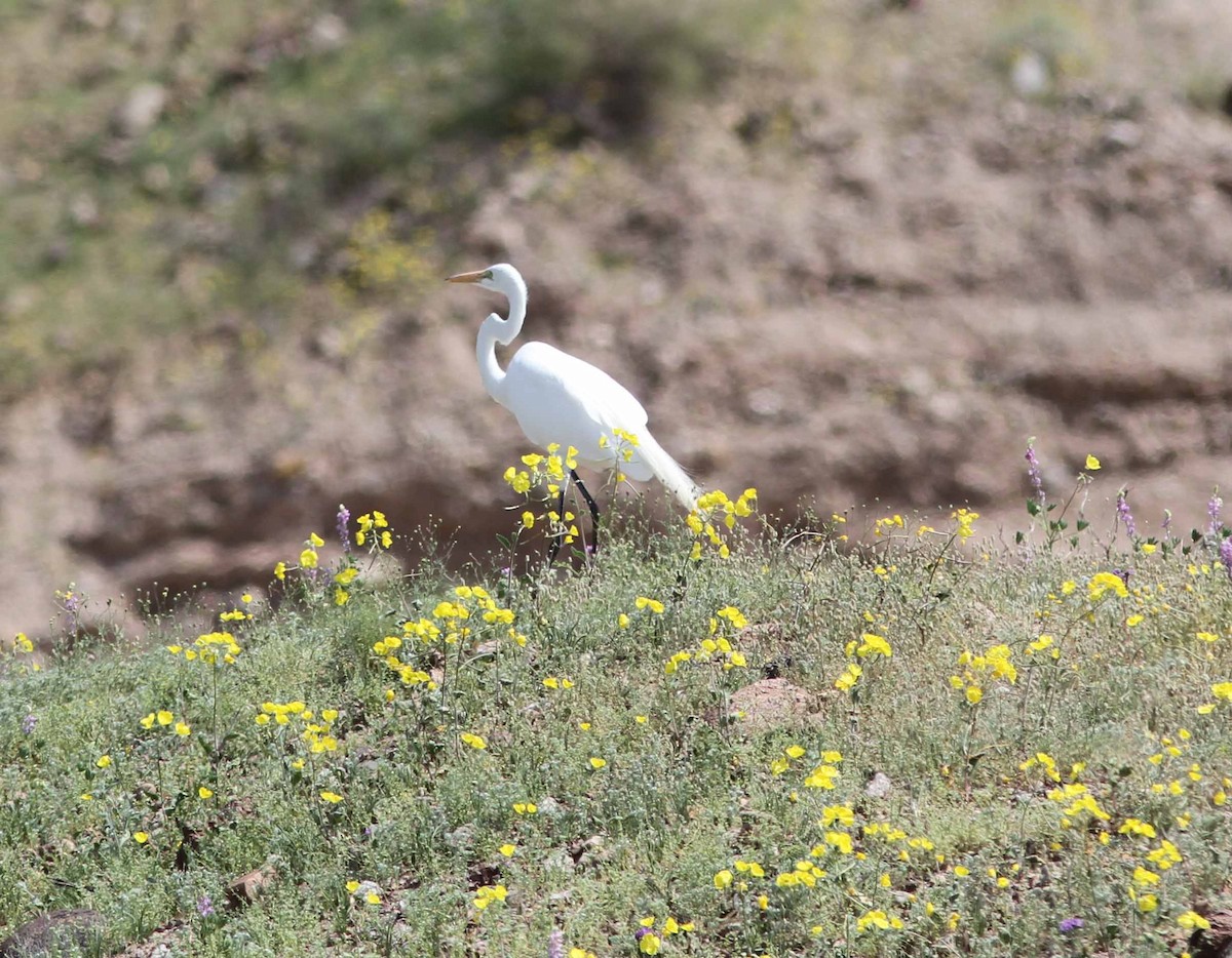 Great Egret - ML51532981