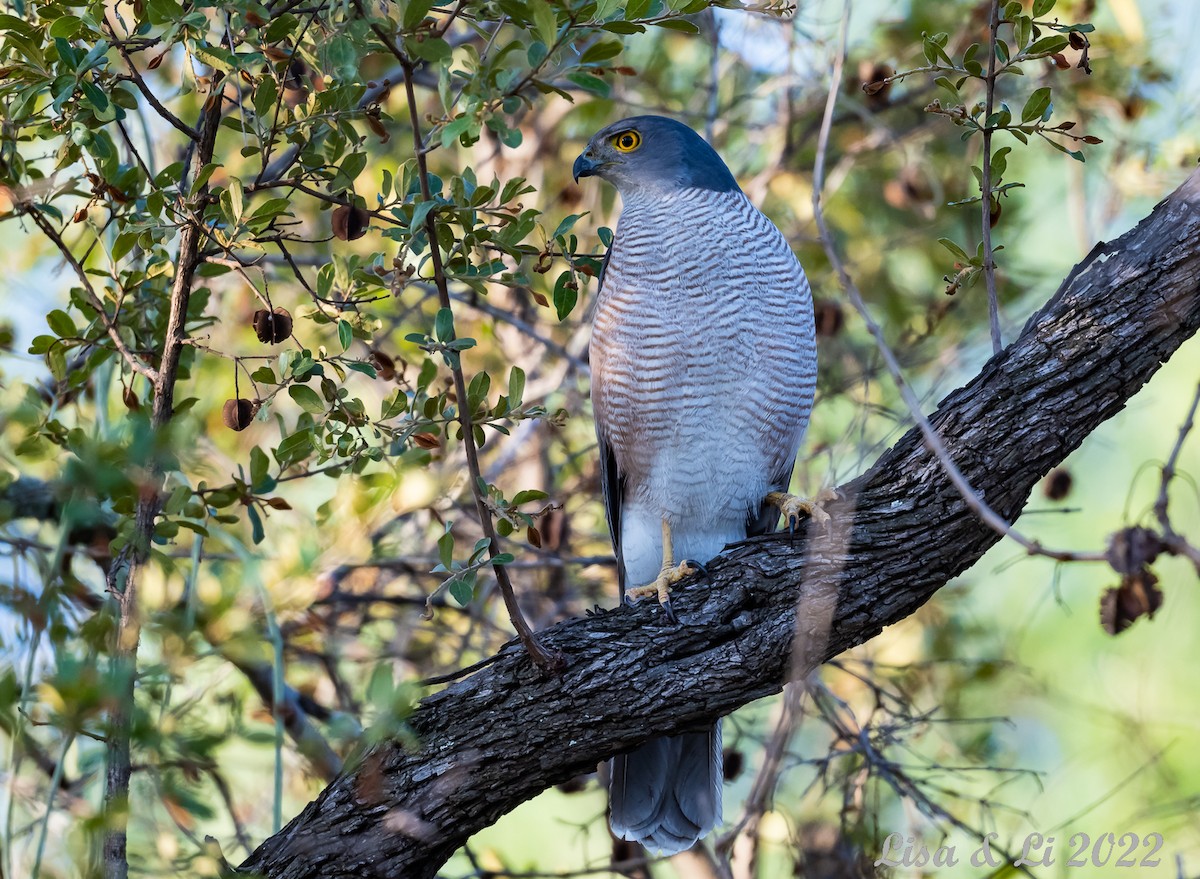 African Goshawk - ML515330571