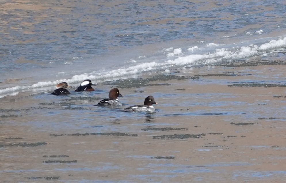 Hooded Merganser - ML515330701