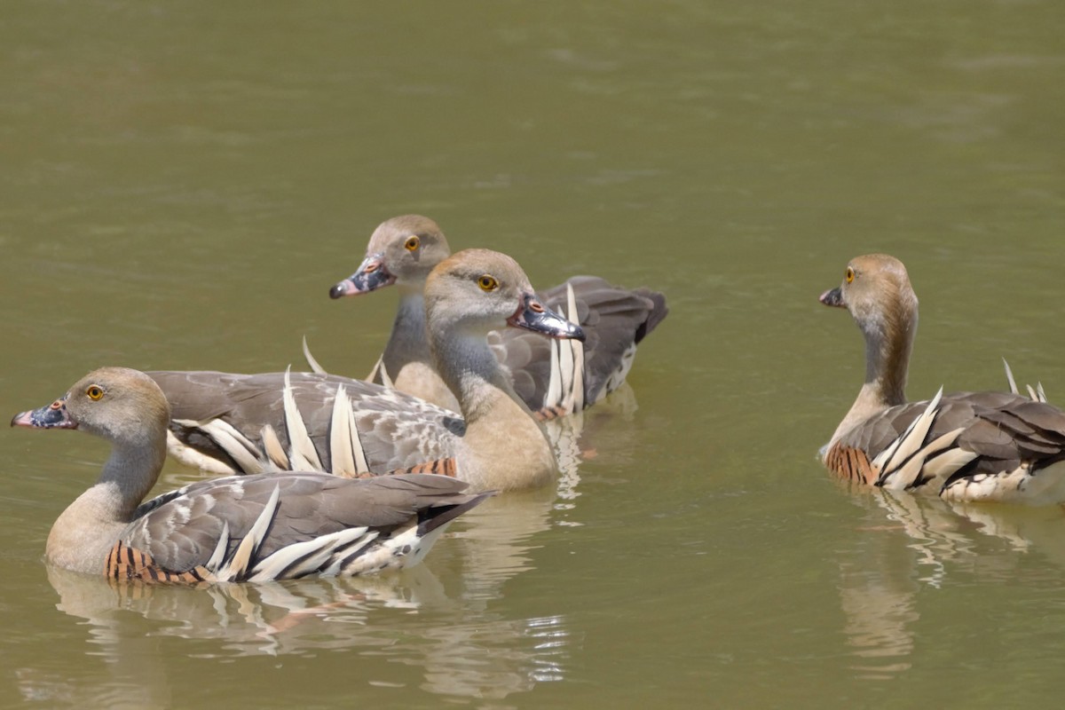 Plumed Whistling-Duck - ML515330991