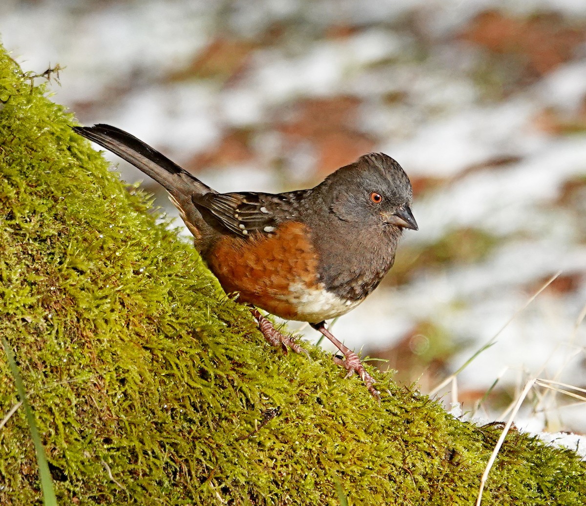 Spotted Towhee - ML515334001