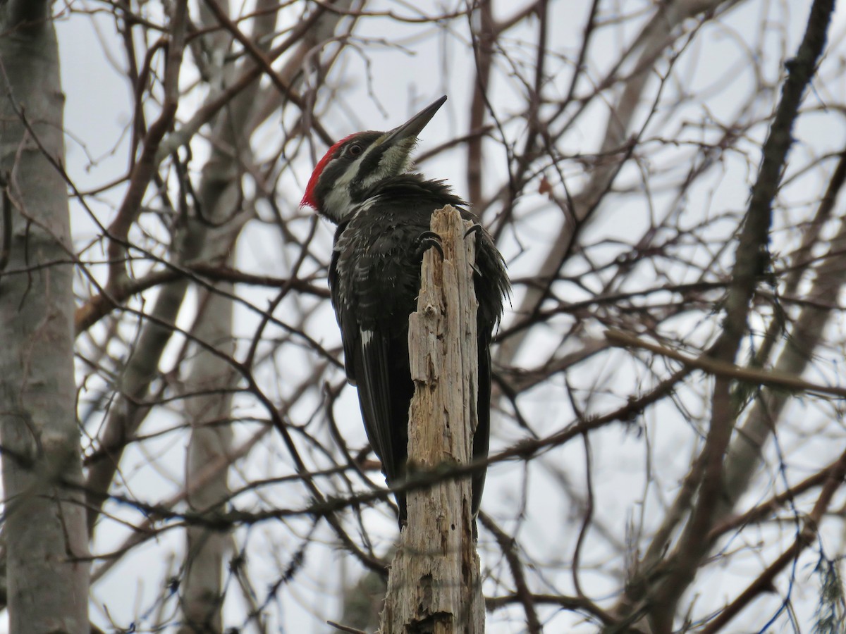 Pileated Woodpecker - ML515334461