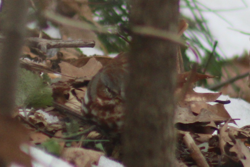 Fox Sparrow - ML51533601