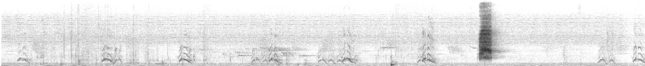 White-throated Magpie-Jay - ML515336881