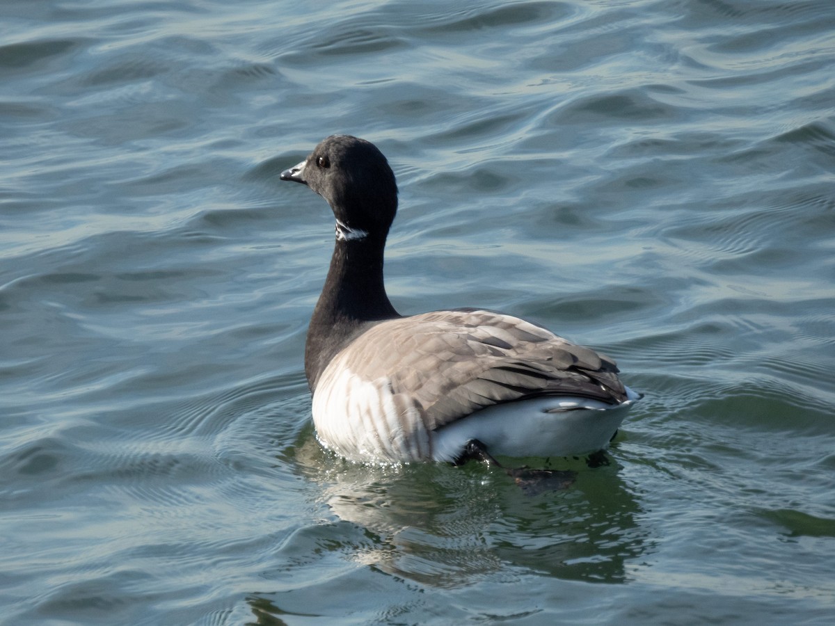 Brant - ML515336991