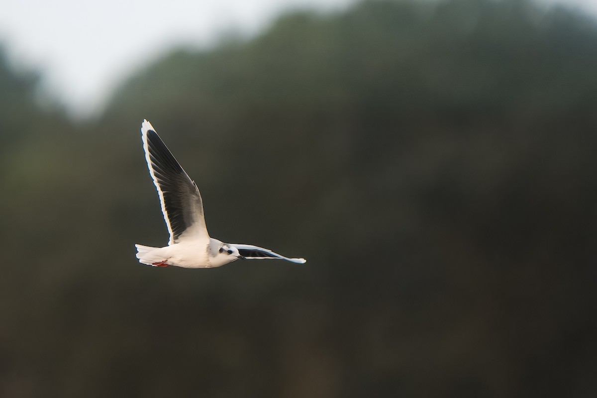 Little Gull - Bruno  Silva