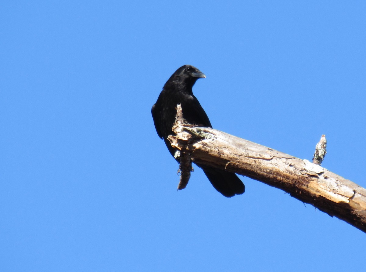 American Crow - ML51534041