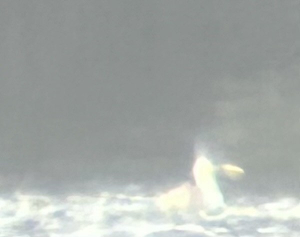 Western Grebe - ML515341011