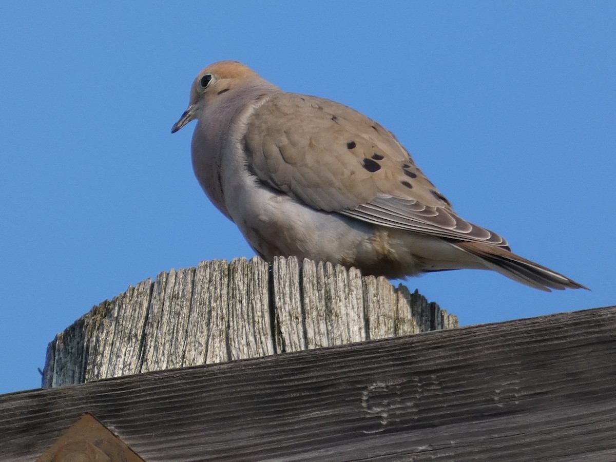 Mourning Dove - Micheline Roy