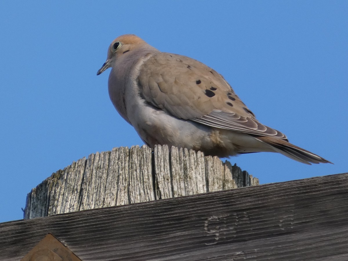 Mourning Dove - ML515341681