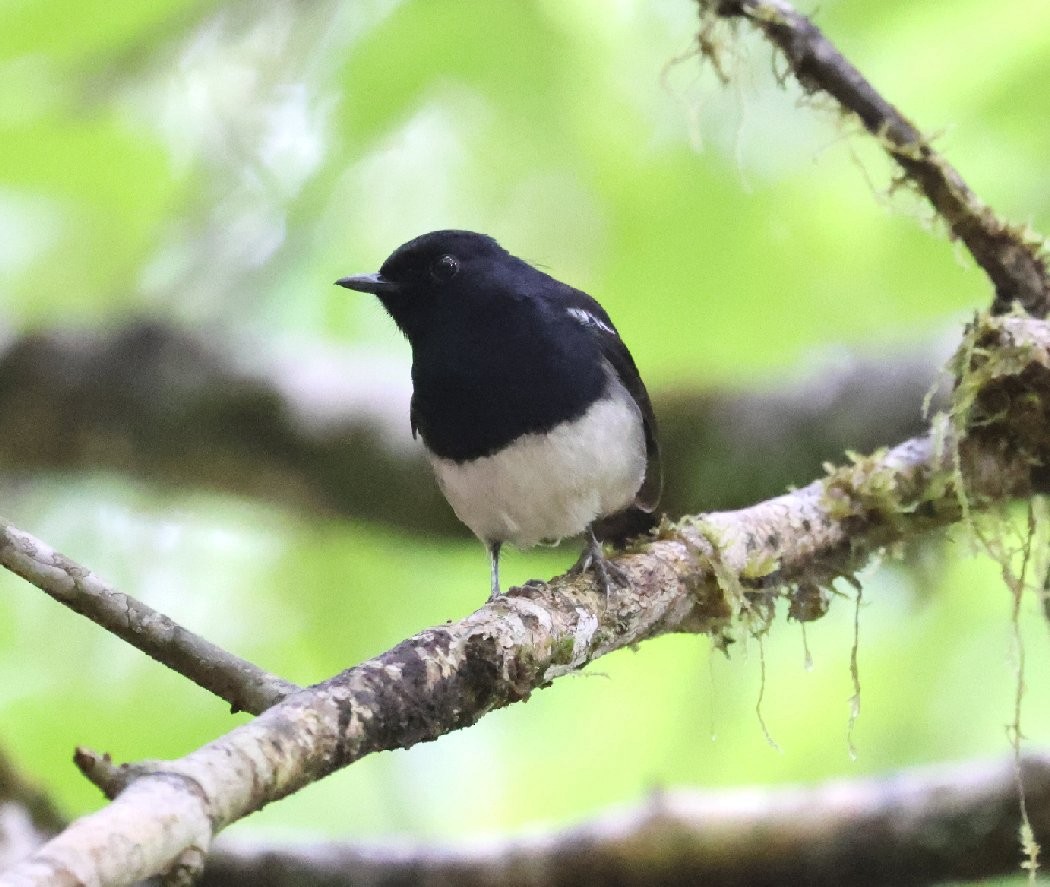 Madagascar Magpie-Robin (White-bellied) - Wendy Howes